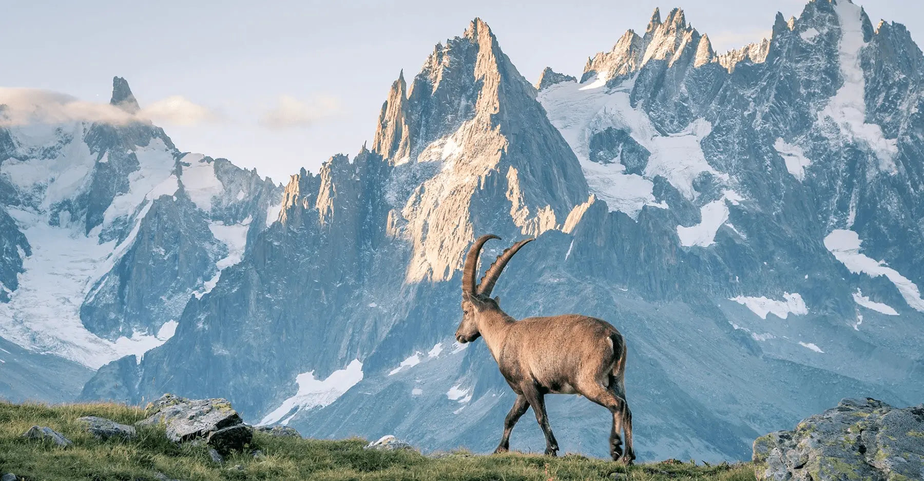 A goat standing on a grassy hill with snow-capped mountains in the background